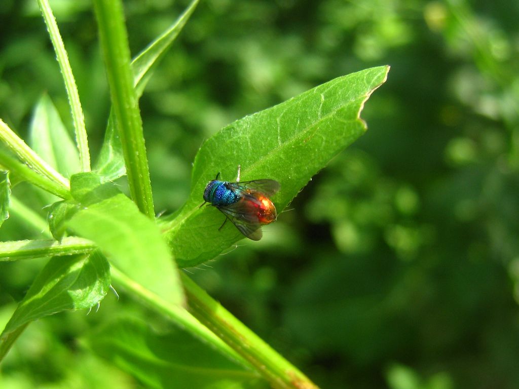 Dittero bicolor, chi sono io ?